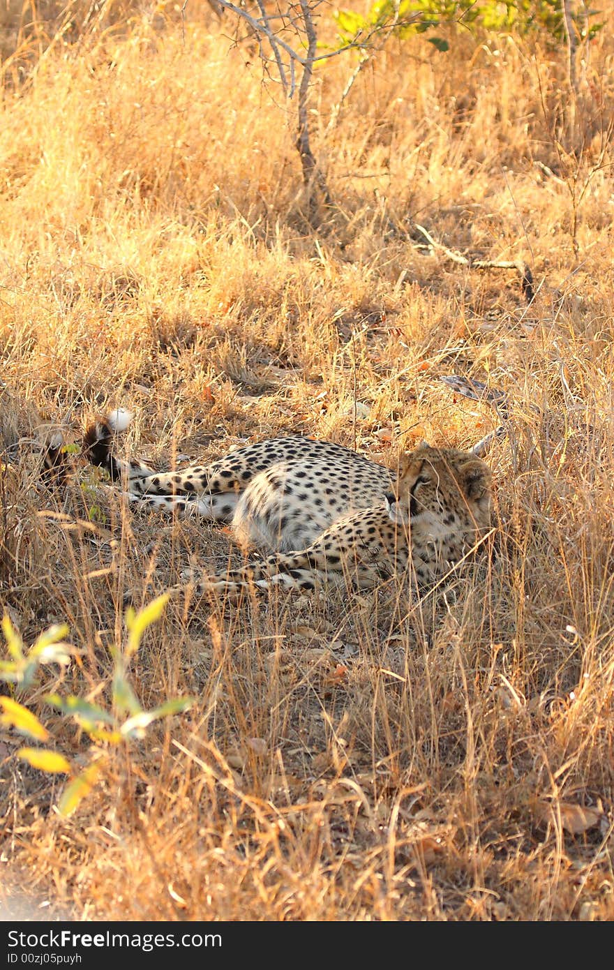 Cheetah