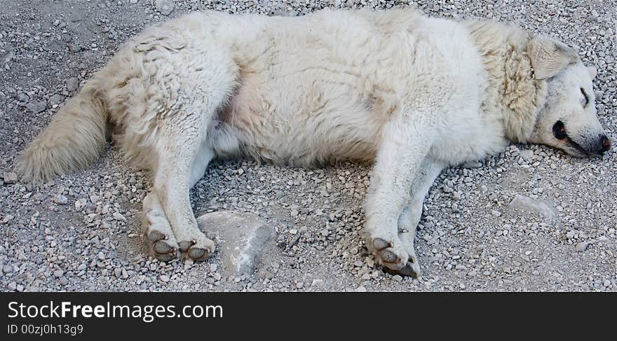 A maremmano dog spleeping on a street. A maremmano dog spleeping on a street