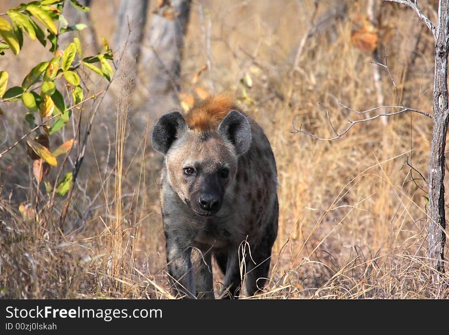 Hyena in Sabi Sands