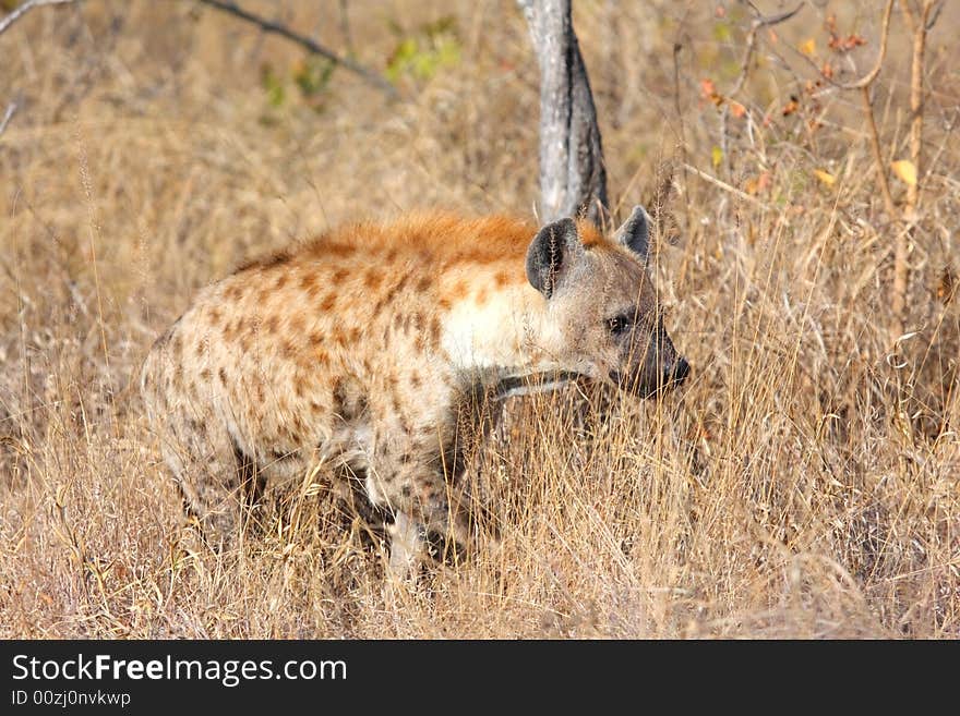 Hyena in Sabi Sands