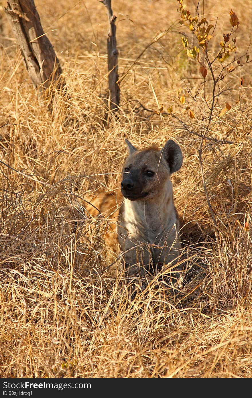 Hyena in Sabi Sands