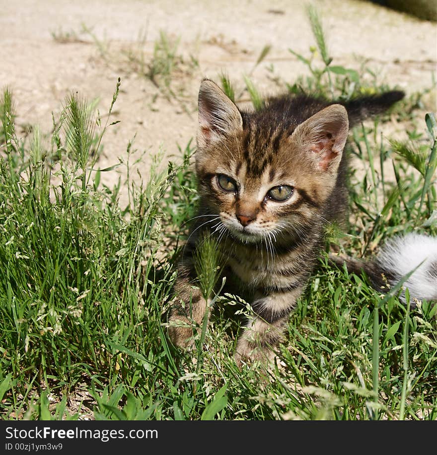 Kitty walking