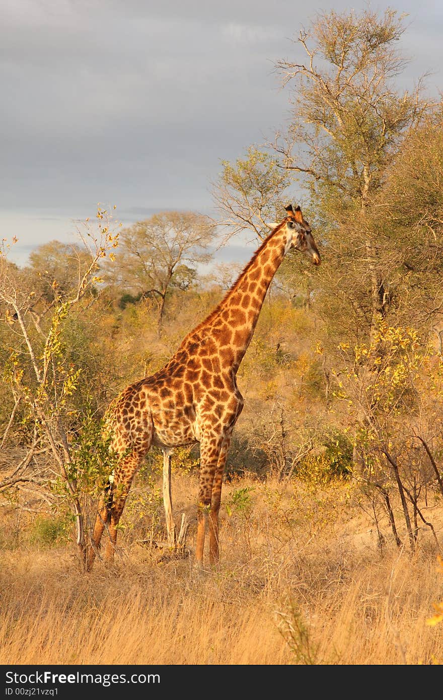 Giraffe In Sabi Sands