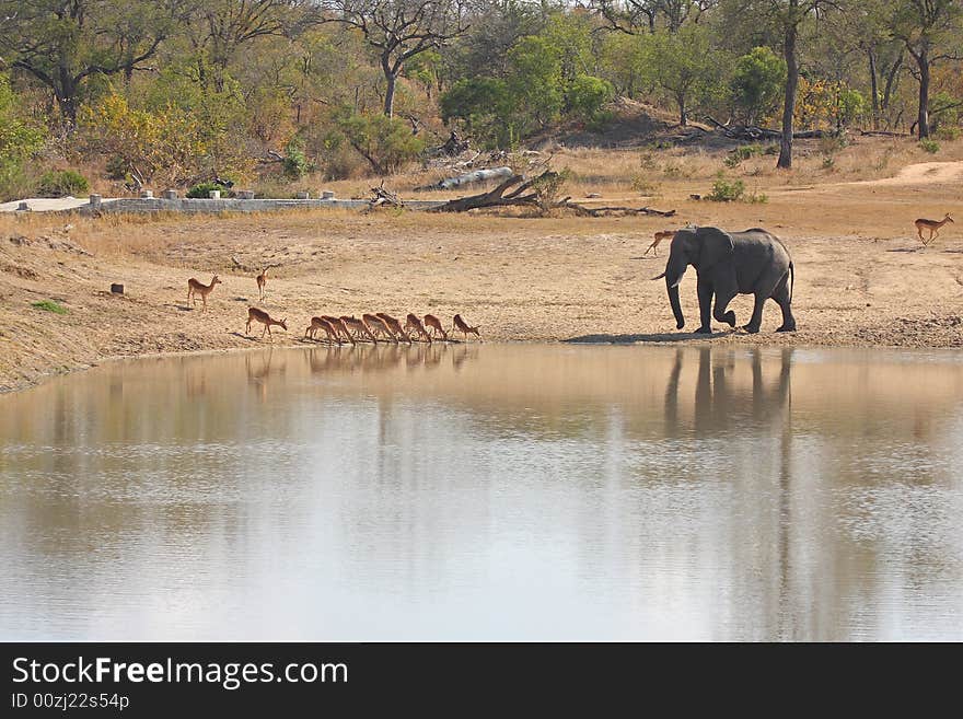 Elephant in the Sabi Sand Reserve. Elephant in the Sabi Sand Reserve