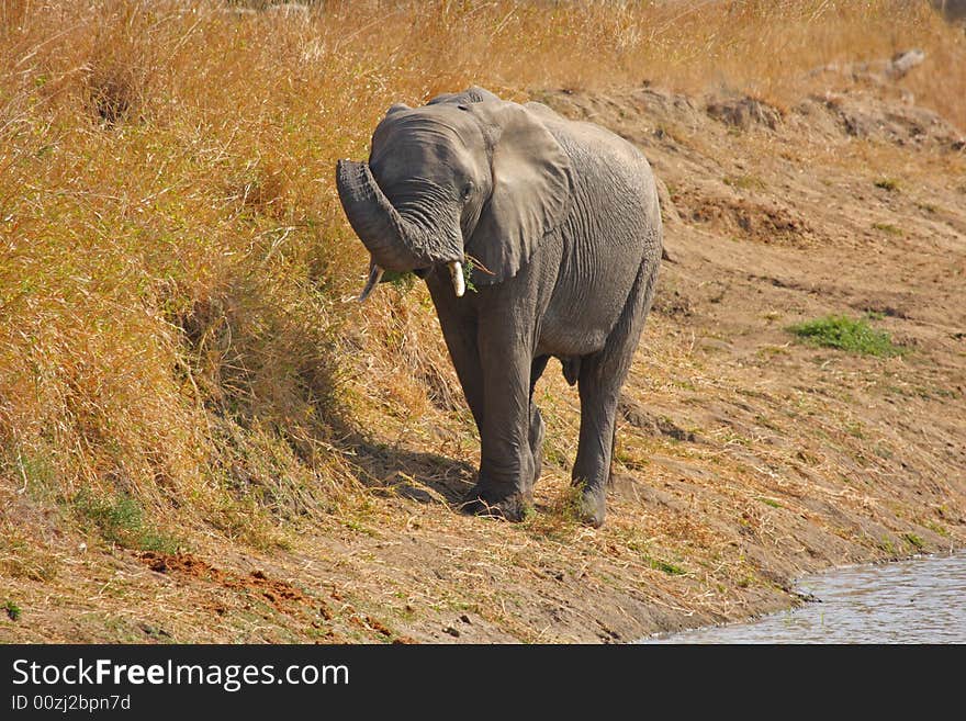 Elephant in Sabi Sands