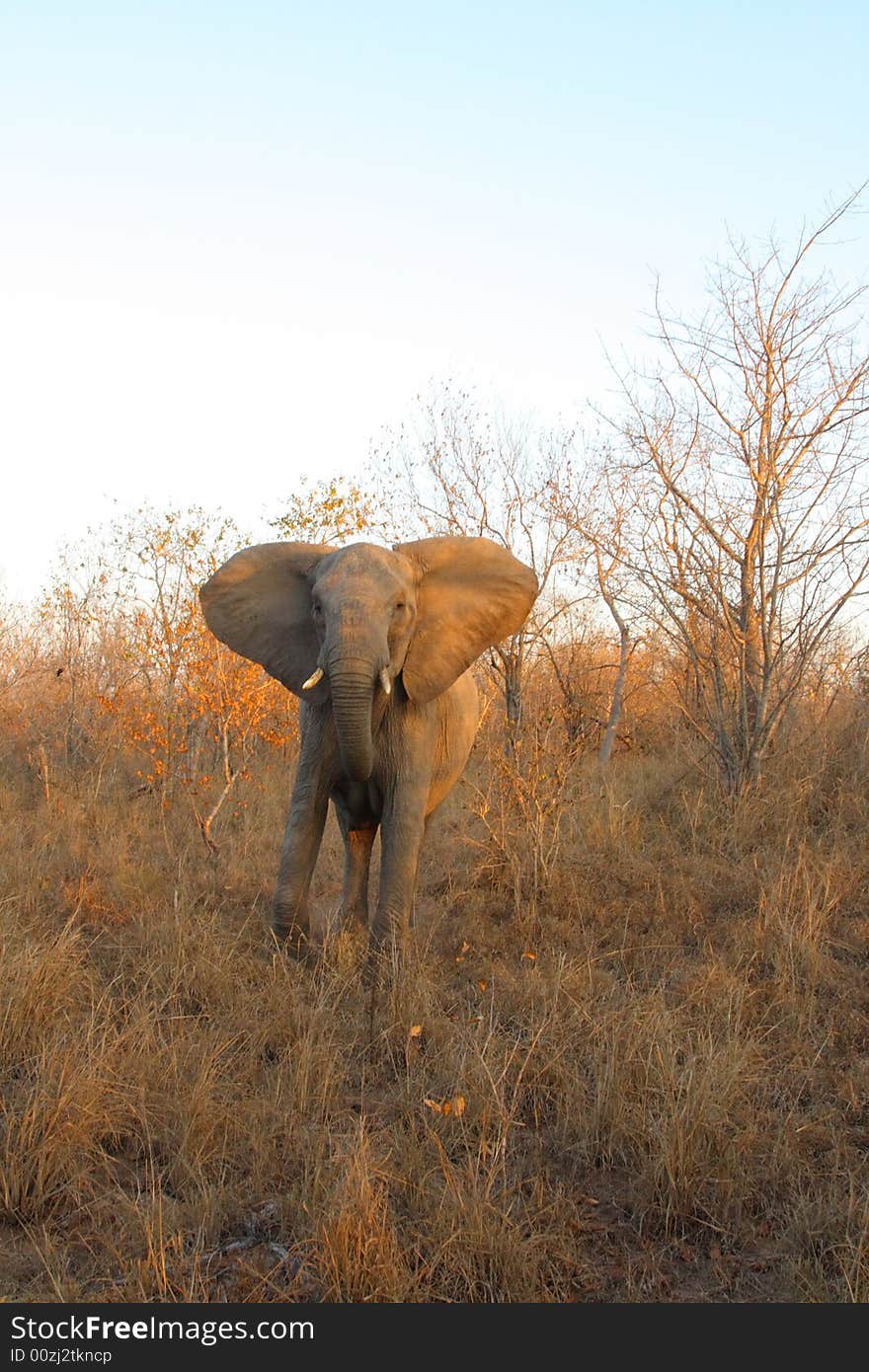 Elephant in the Sabi Sand Reserve. Elephant in the Sabi Sand Reserve