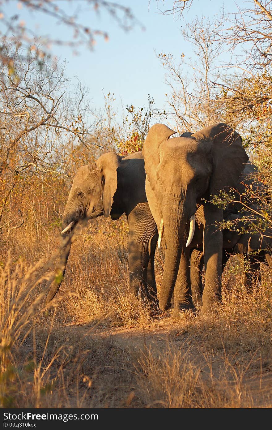 Elephant in the Sabi Sand Reserve. Elephant in the Sabi Sand Reserve