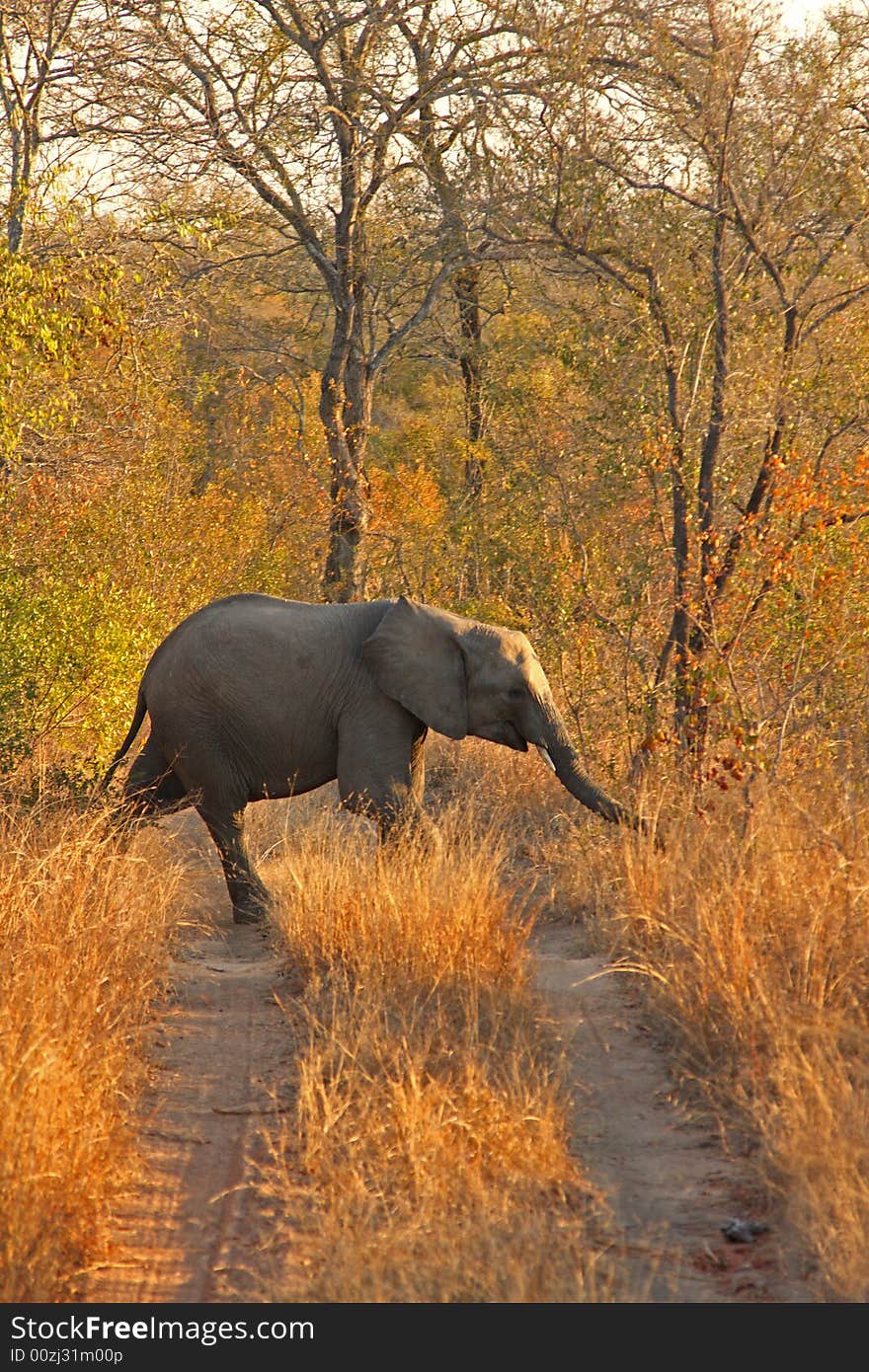 Elephant in the Sabi Sand Reserve. Elephant in the Sabi Sand Reserve