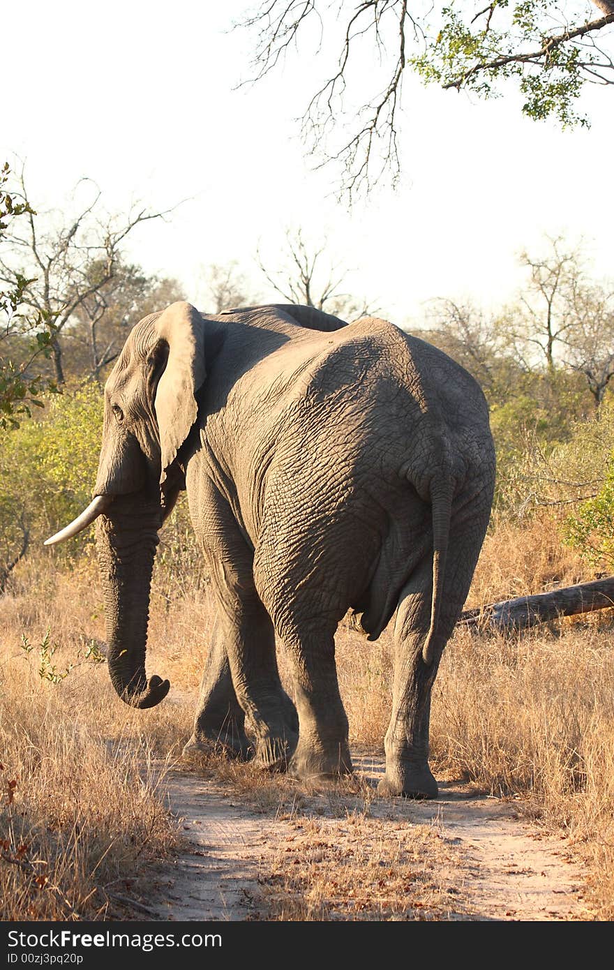 Elephant in Sabi Sands