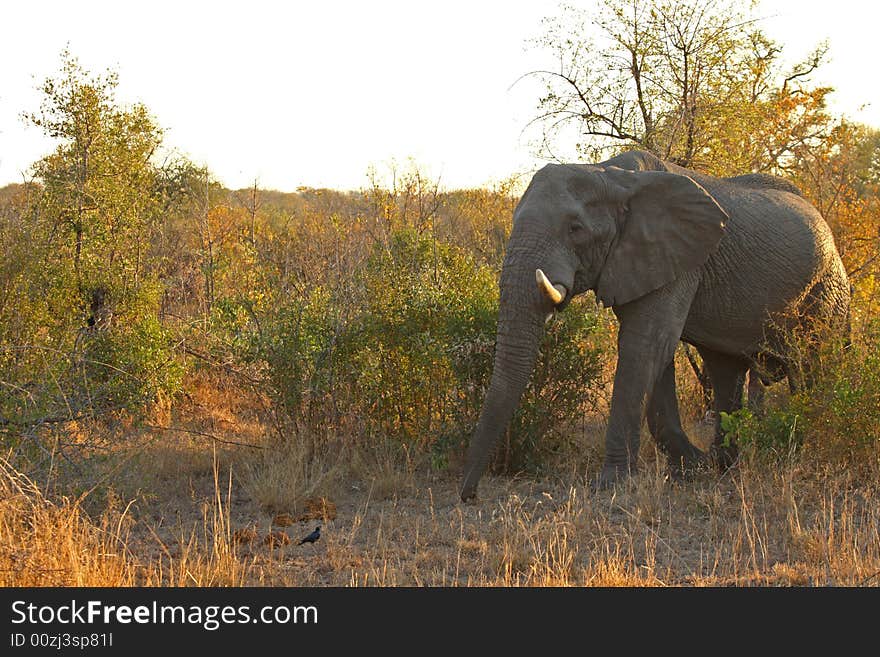 Elephant in the Sabi Sand Reserve. Elephant in the Sabi Sand Reserve