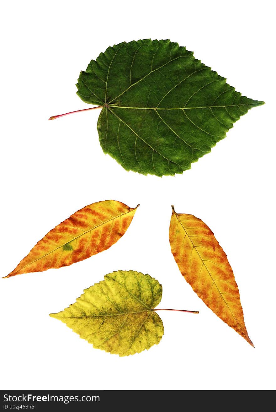 Many color leaves on white background. Many color leaves on white background