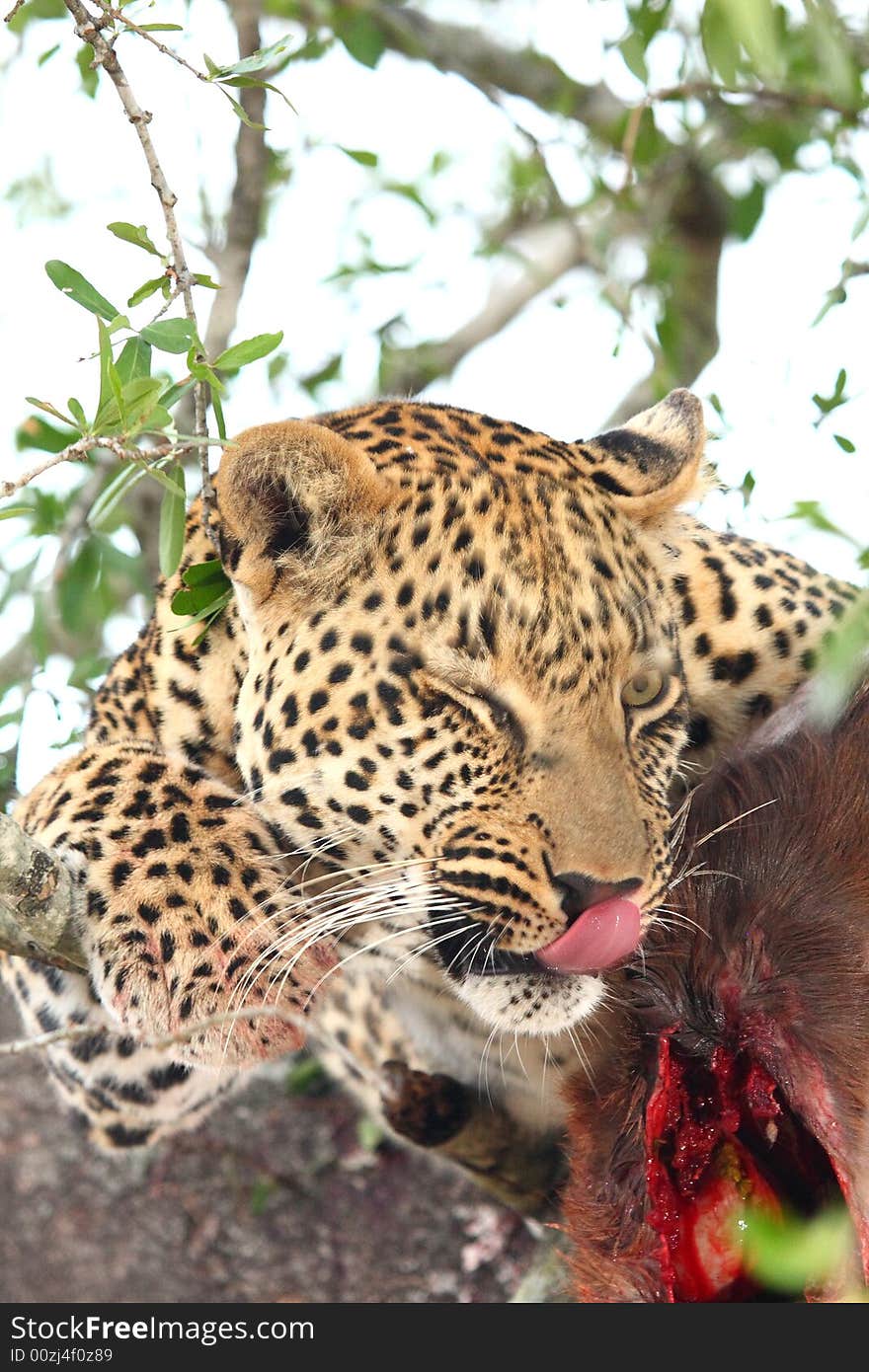 Leopard in tree with kill