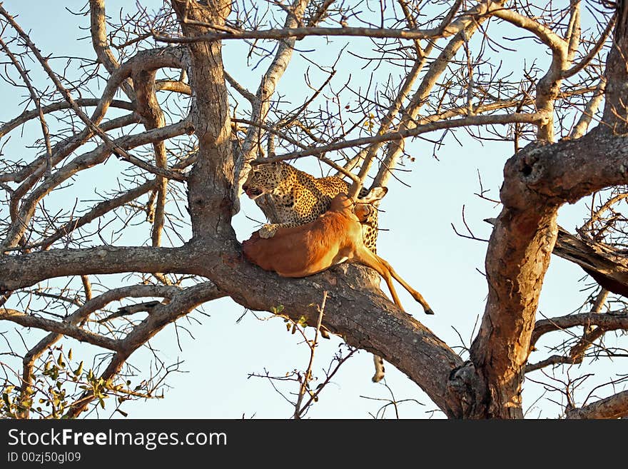 Leopard in a tree with kill in Sabi Sands Reserve