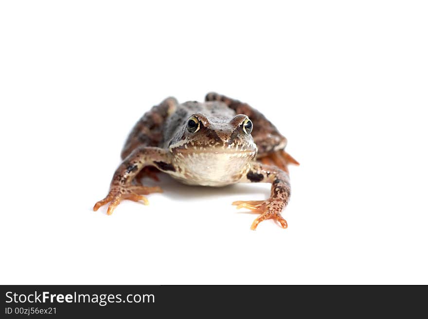 Frog