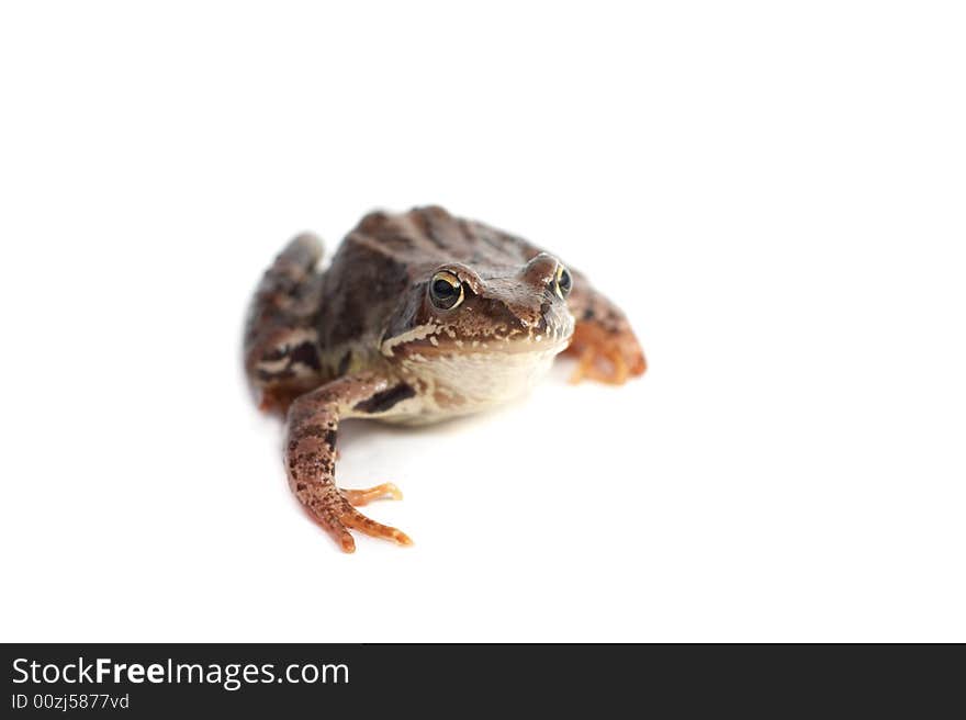 Frog