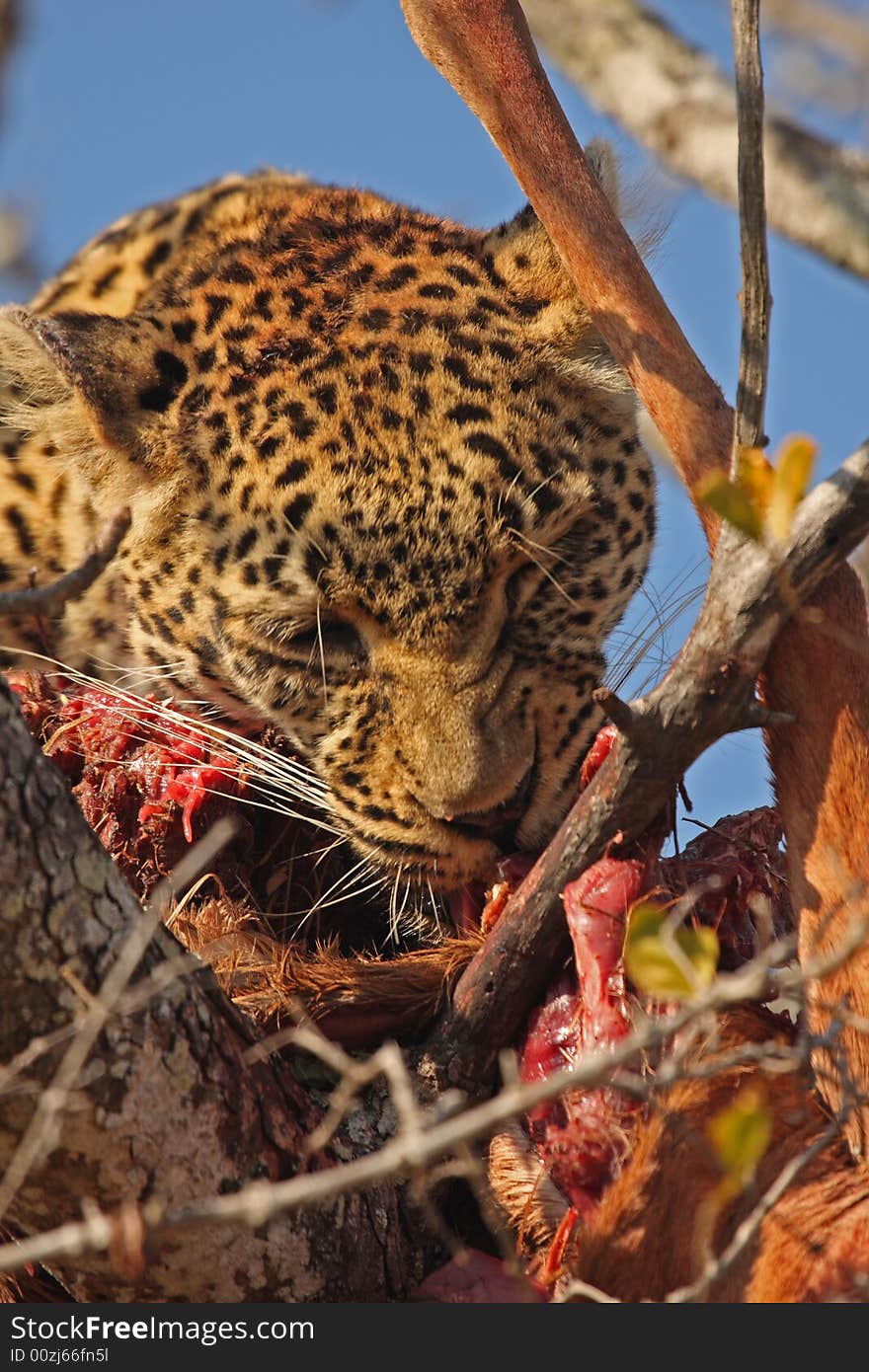 Leopard in a tree with kill in Sabi Sands Reserve