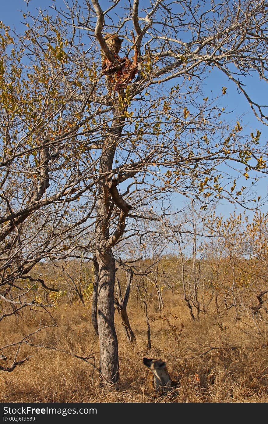 Leopard in a tree with kill