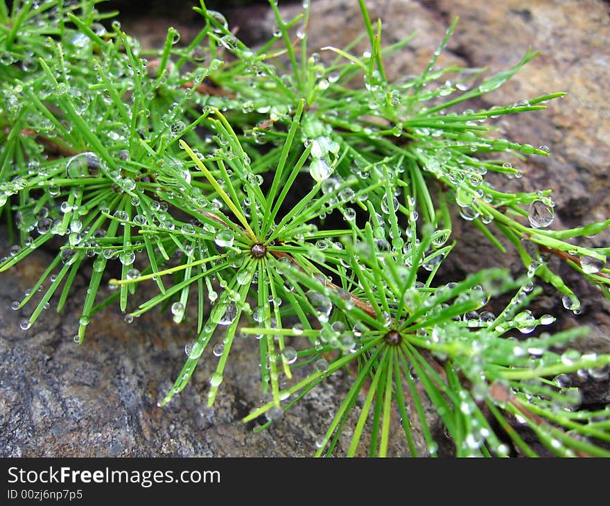 Larch in dew, after a fog, morning