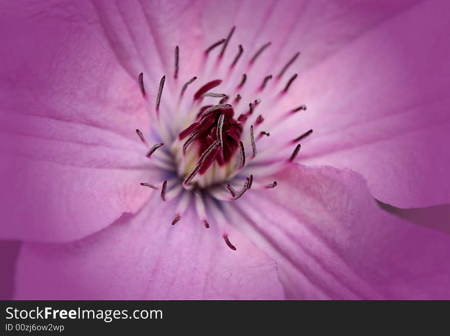 Macro of a Clematis vine blossom just opening in the june garden. Vignette added. Macro of a Clematis vine blossom just opening in the june garden. Vignette added.