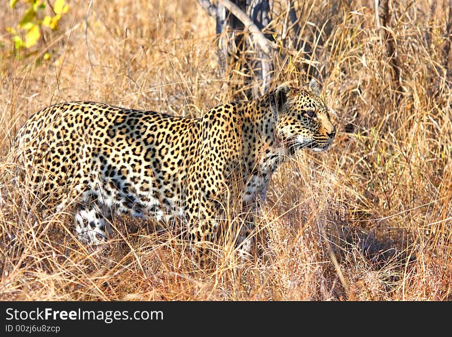 Leopard in the Sabi Sands Reserve