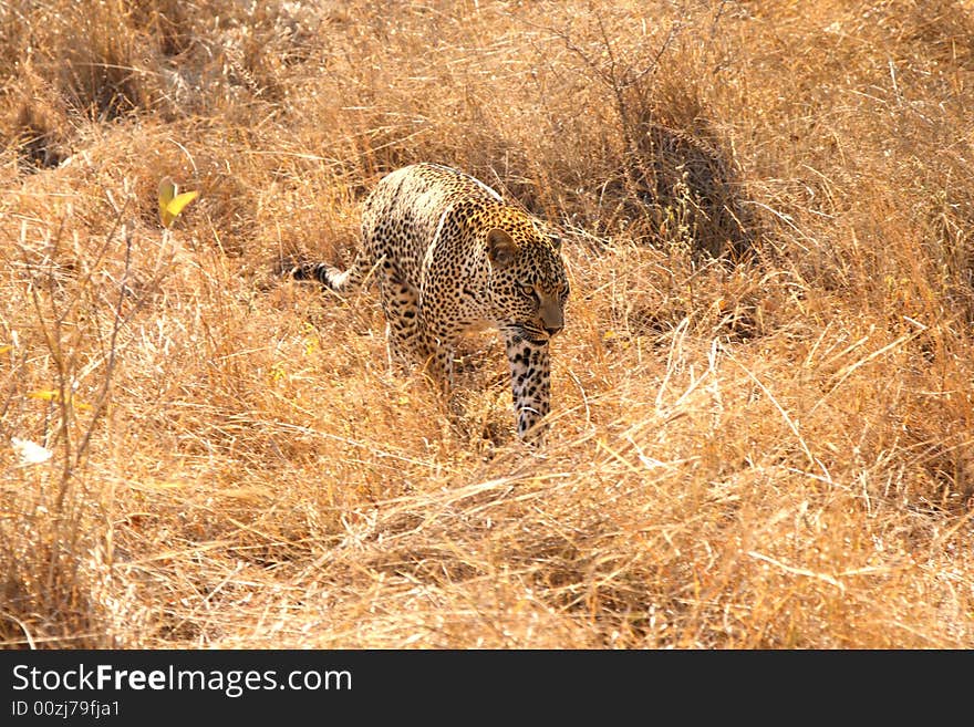 Leopard in the Sabi Sands Reserve