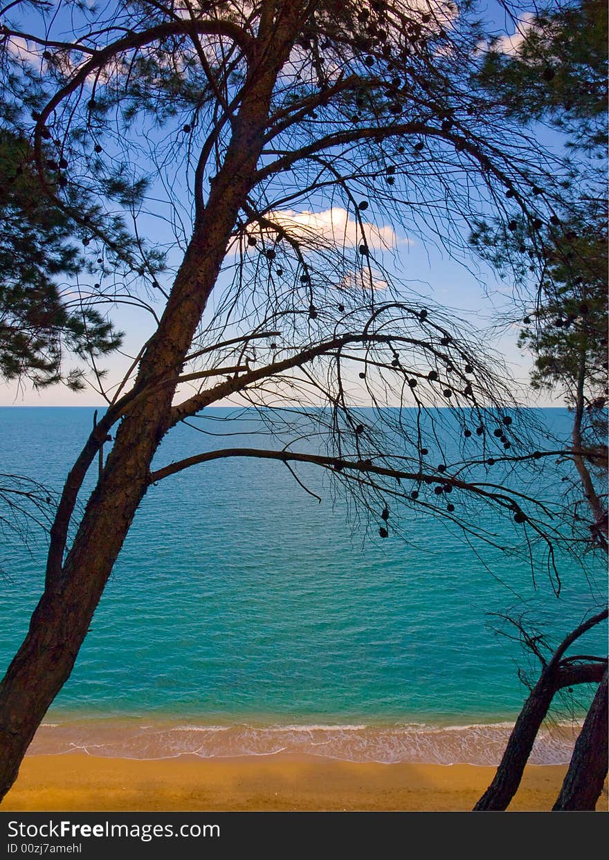 Beach, sea, sky, pine