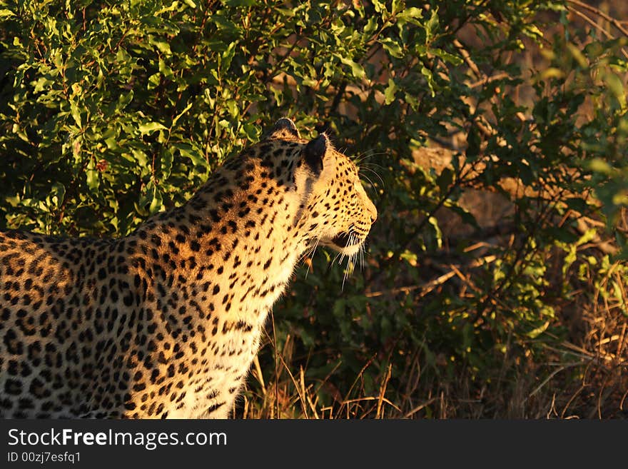 Leopard in the Sabi Sands Reserve