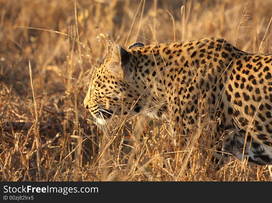 Leopard in the Sabi Sands