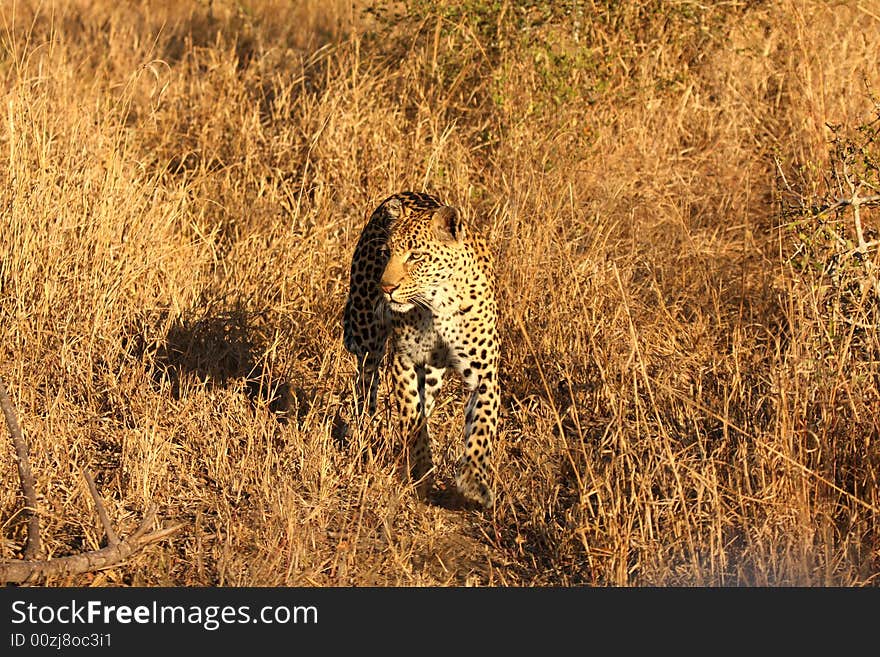 Leopard in the Sabi Sands