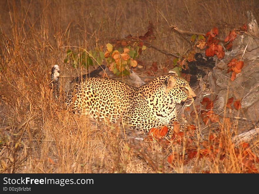 Leopard in the Sabi Sands Reserve