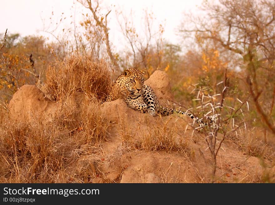 Leopard in the Sabi Sands Reserve