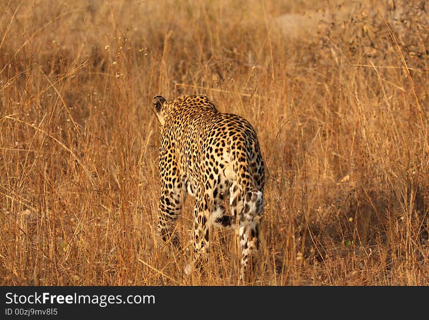 Leopard in the Sabi Sands Reserve