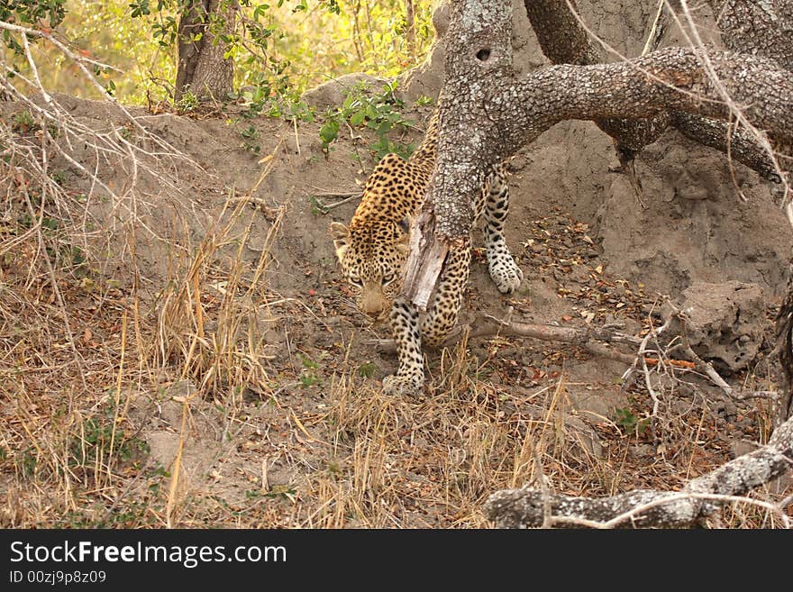 Leopard in the Sabi Sands