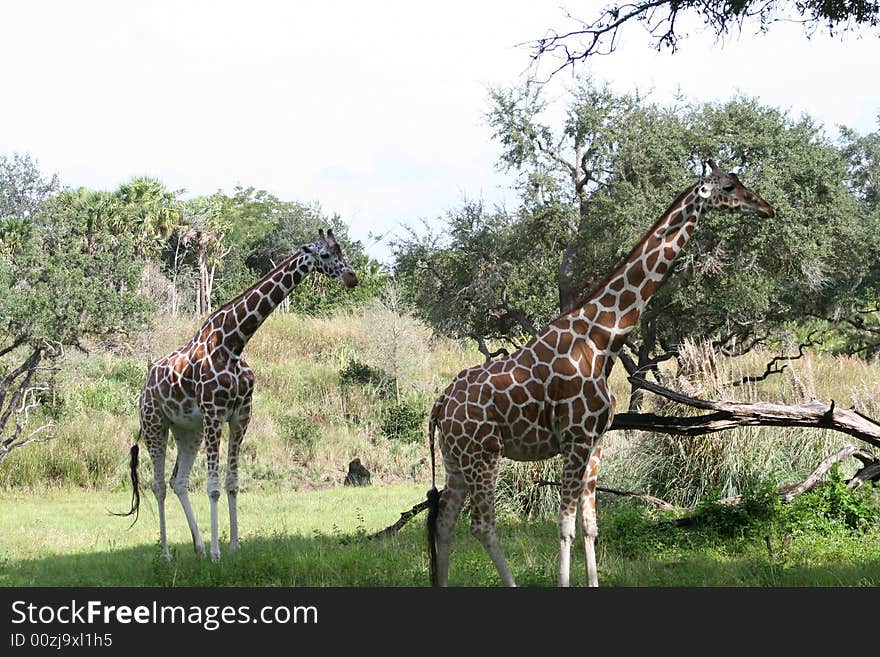 Two giraffe in a natural setting. Two giraffe in a natural setting