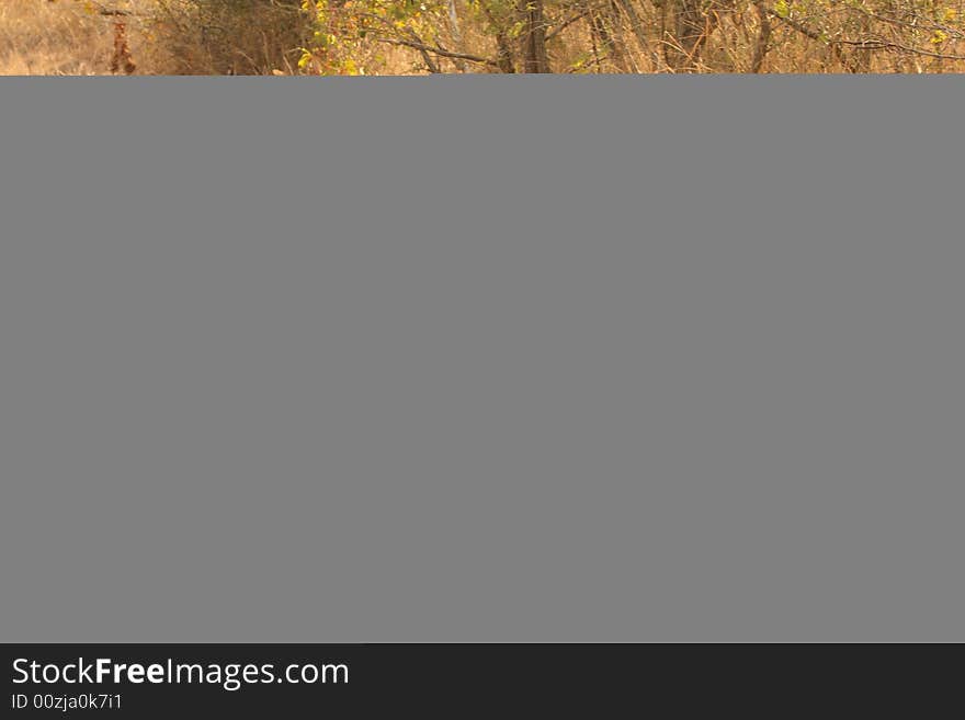 Leopard in the Sabi Sands Reserve