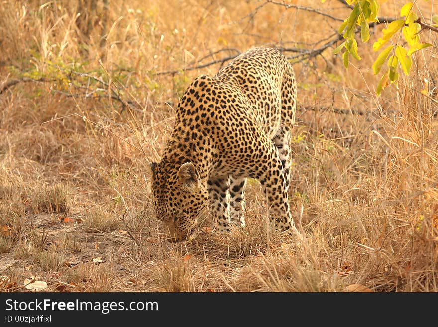 Leopard in the Sabi Sands Reserve