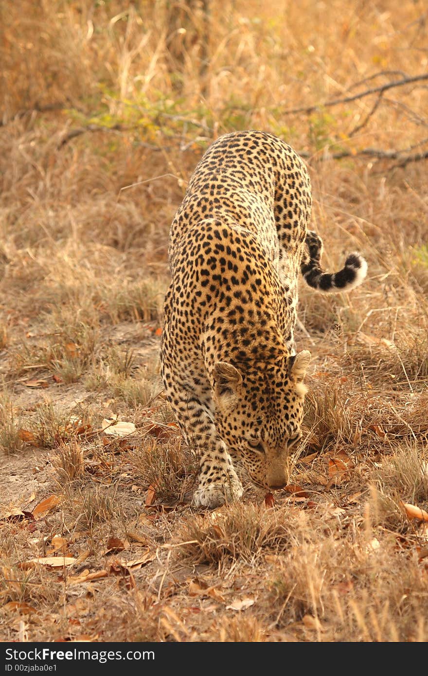 Leopard in the Sabi Sands Reserve