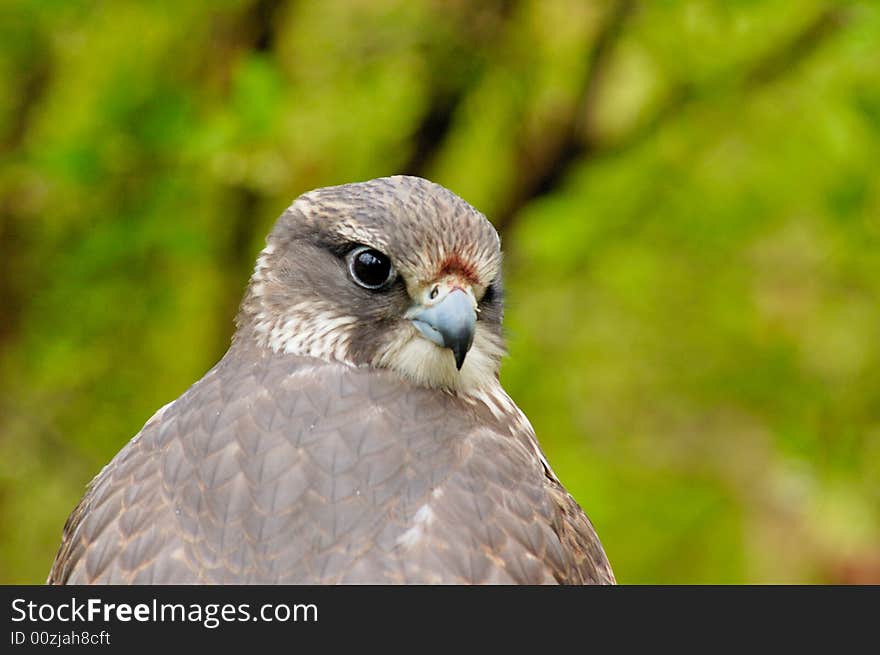 Portrait of Saker Falcon with bush as background