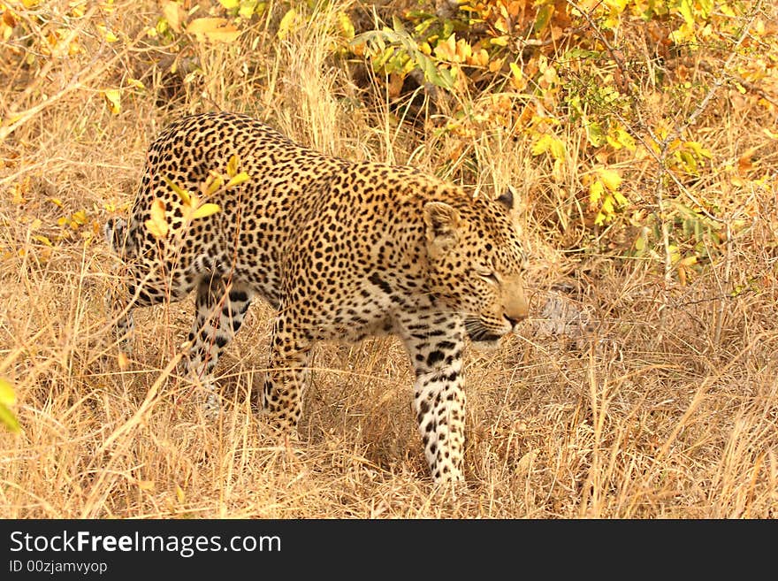 Leopard In The Sabi Sands