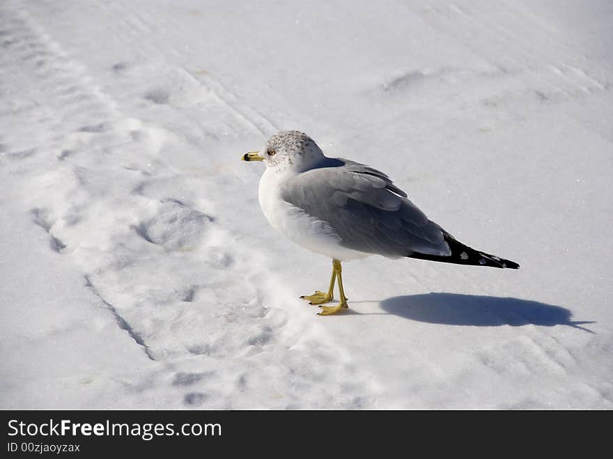 Gull on cold white snow thoughtful about a spring