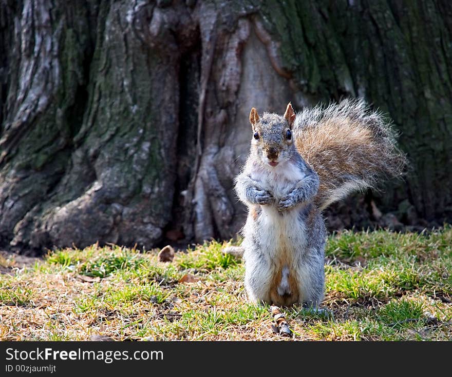 Looking Surprised Squirrel