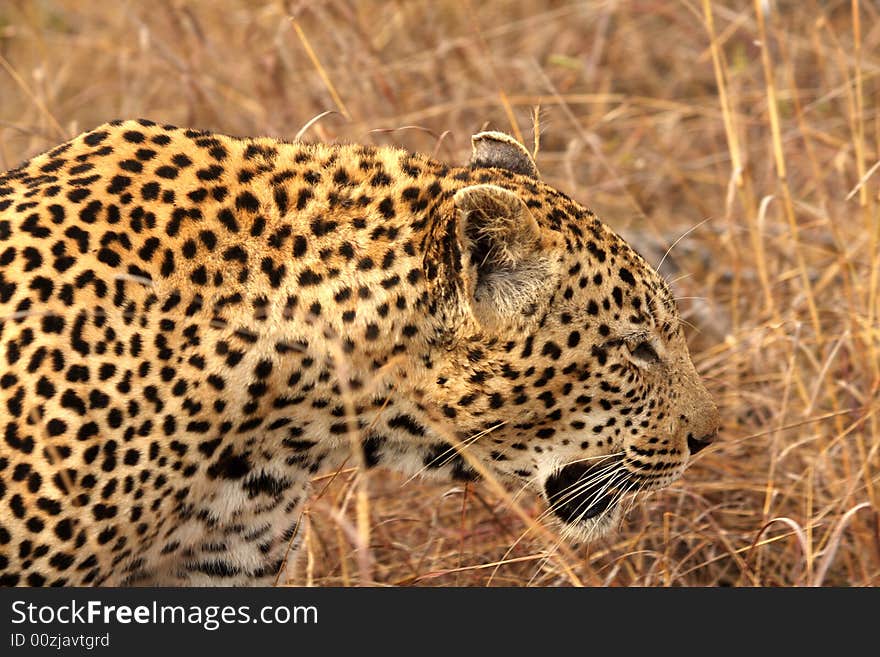 Leopard in the Sabi Sands Reserve