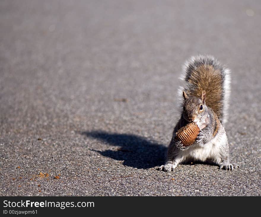 Squirrel found a cake and from gladness does not know where to hurry. Squirrel found a cake and from gladness does not know where to hurry