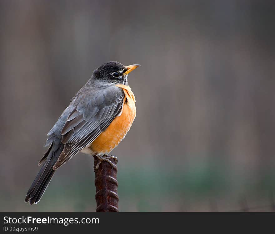 Robin sits on a ferrous stick on a darkly grey background. Robin sits on a ferrous stick on a darkly grey background