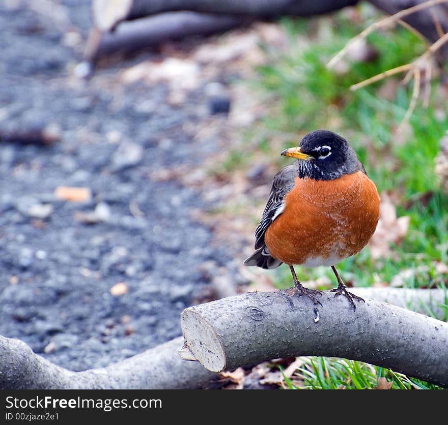 Robin on a laying low tree looks on sides in search of meal