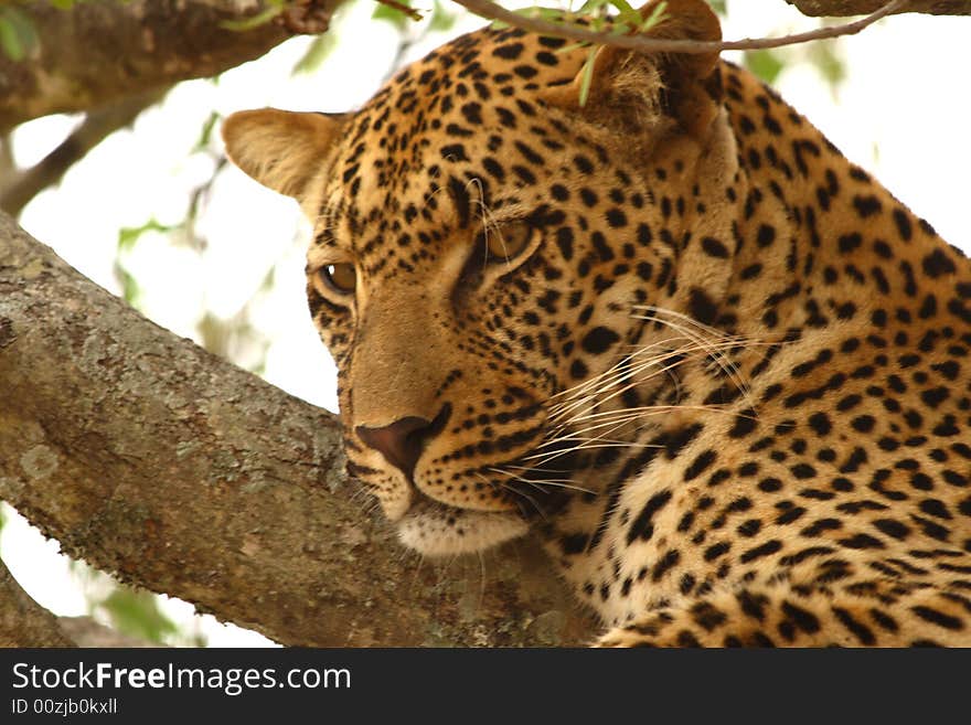 Leopard in a tree in the Sabi Sands Reserve