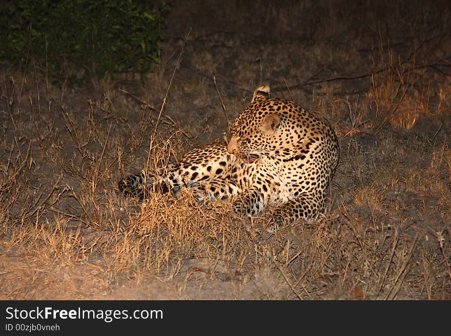 Leopard in the Sabi Sands Reserve