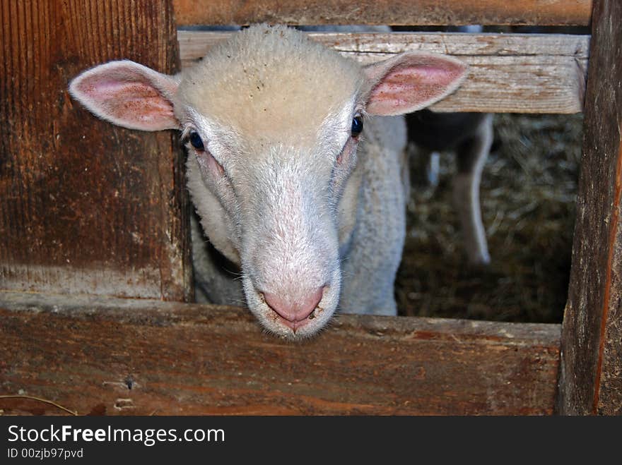 Sheared sheep peeking out of a barn stall. Sheared sheep peeking out of a barn stall.