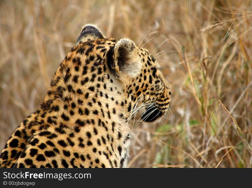 Leopard in the Sabi Sands Reserve