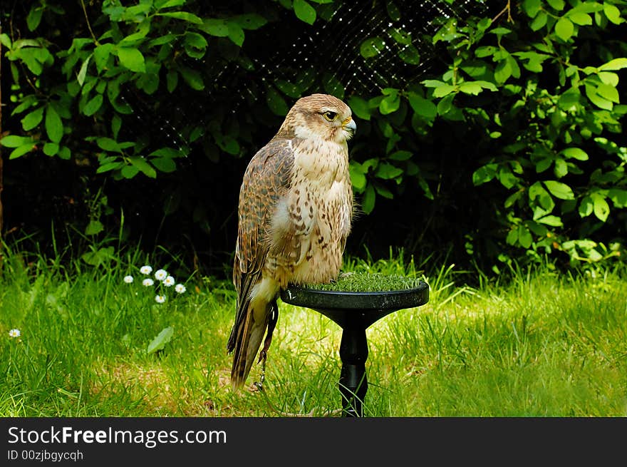 Prairie Falcon